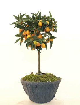 Tijli Citrus Mandalina