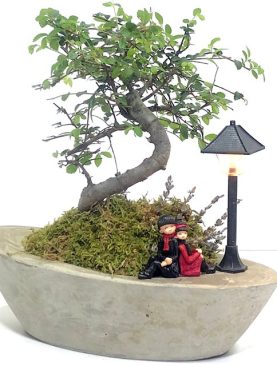 Zelkova ışıklı bonsai bahçesi