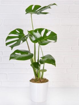 Monstera seramikli